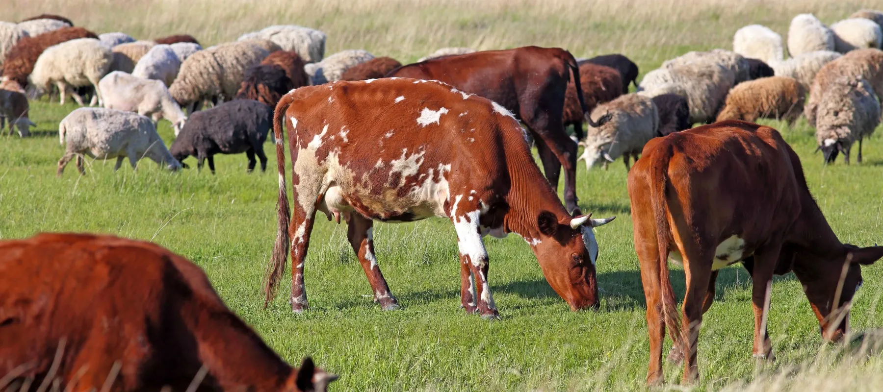 Thematic Group on Sustainable Livestock Systems