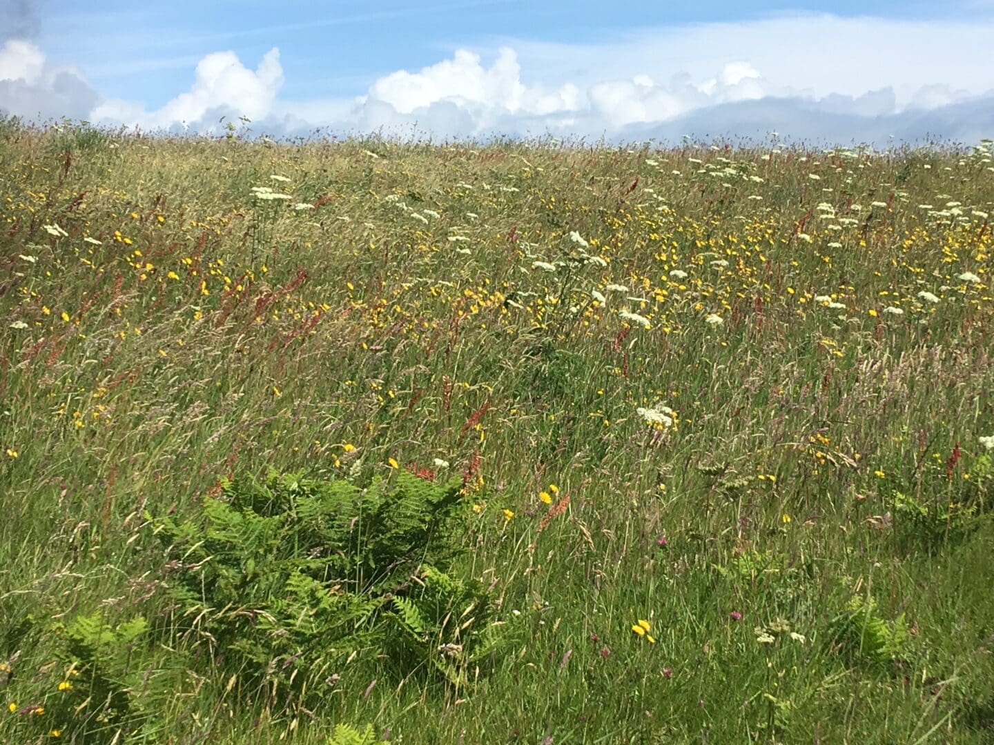 Irish Farmers Earn for Biodiversity Restoration Efforts