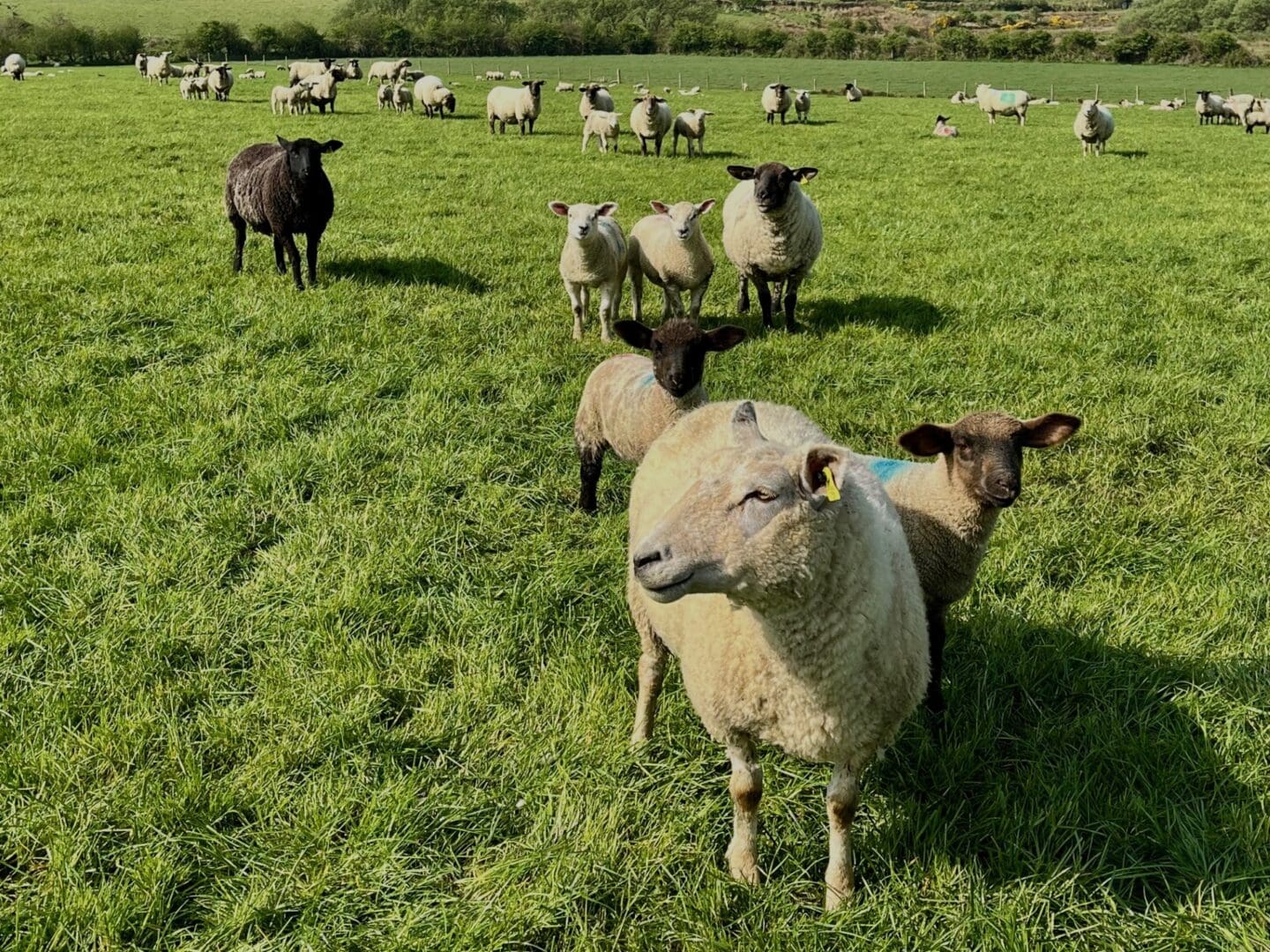 lowland sheep