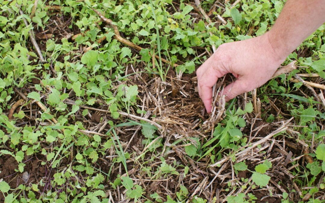 Payments begin under the Straw Incorporation Measure