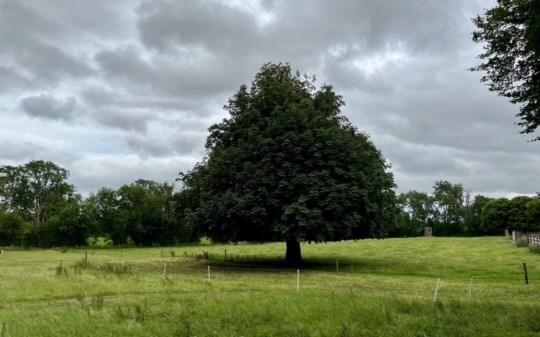 Balancing Payments for BISS, CRISS, ANC and CISYF schemes