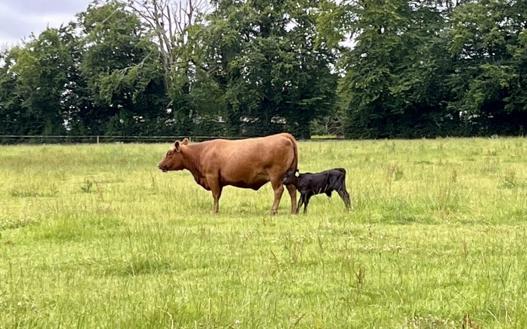 SCEP Payments for 2025 Commence