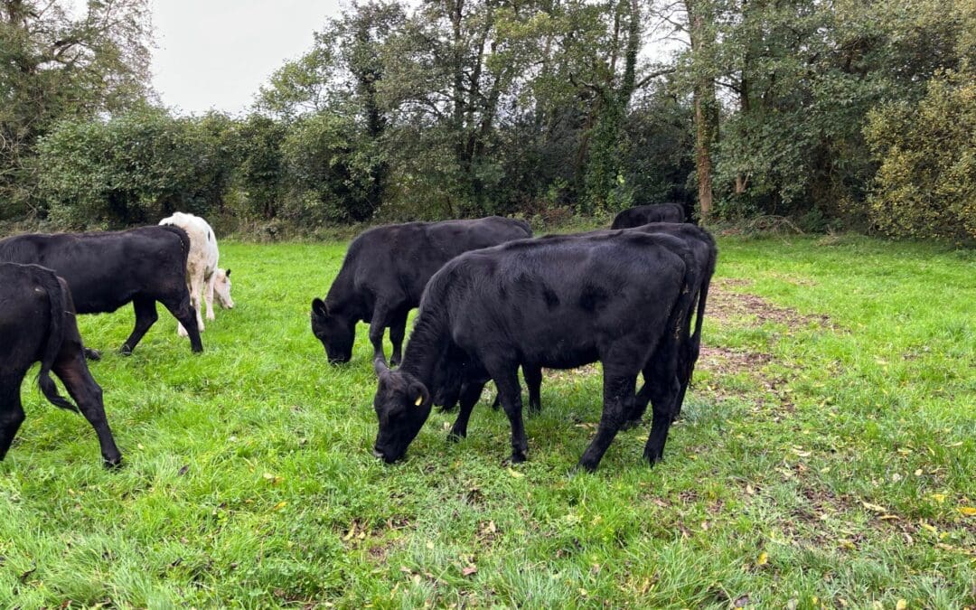 Payments Commence under the Beef Welfare Scheme 2025