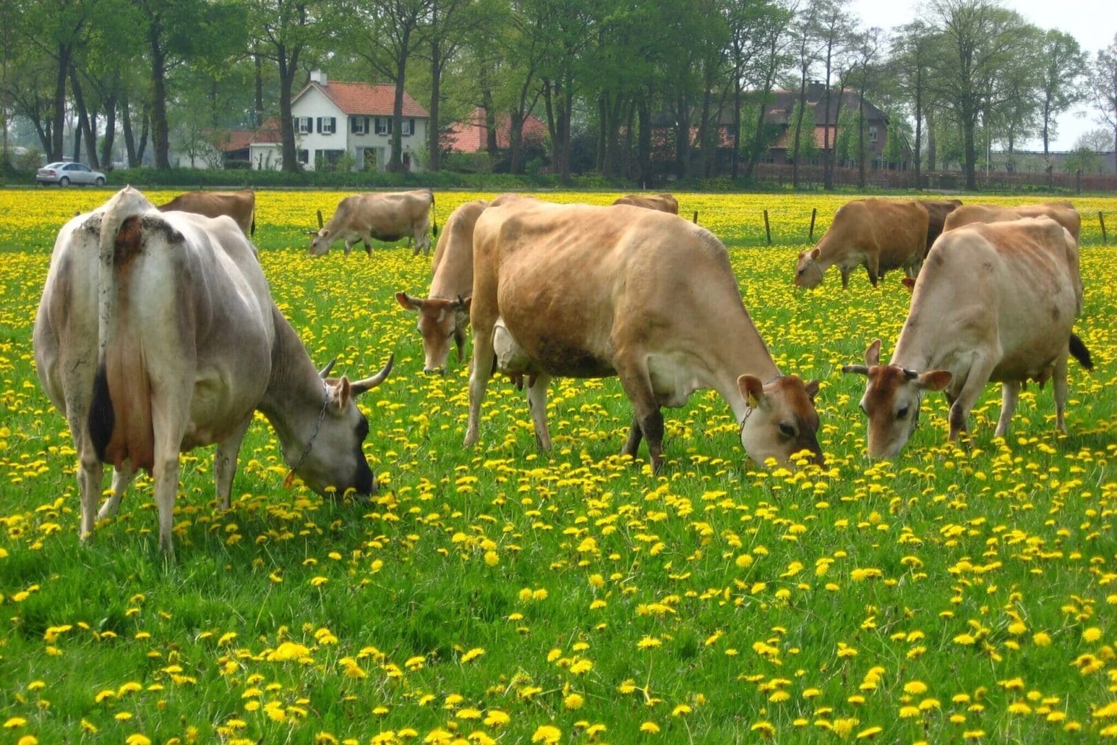 Natural Livestock Farming
