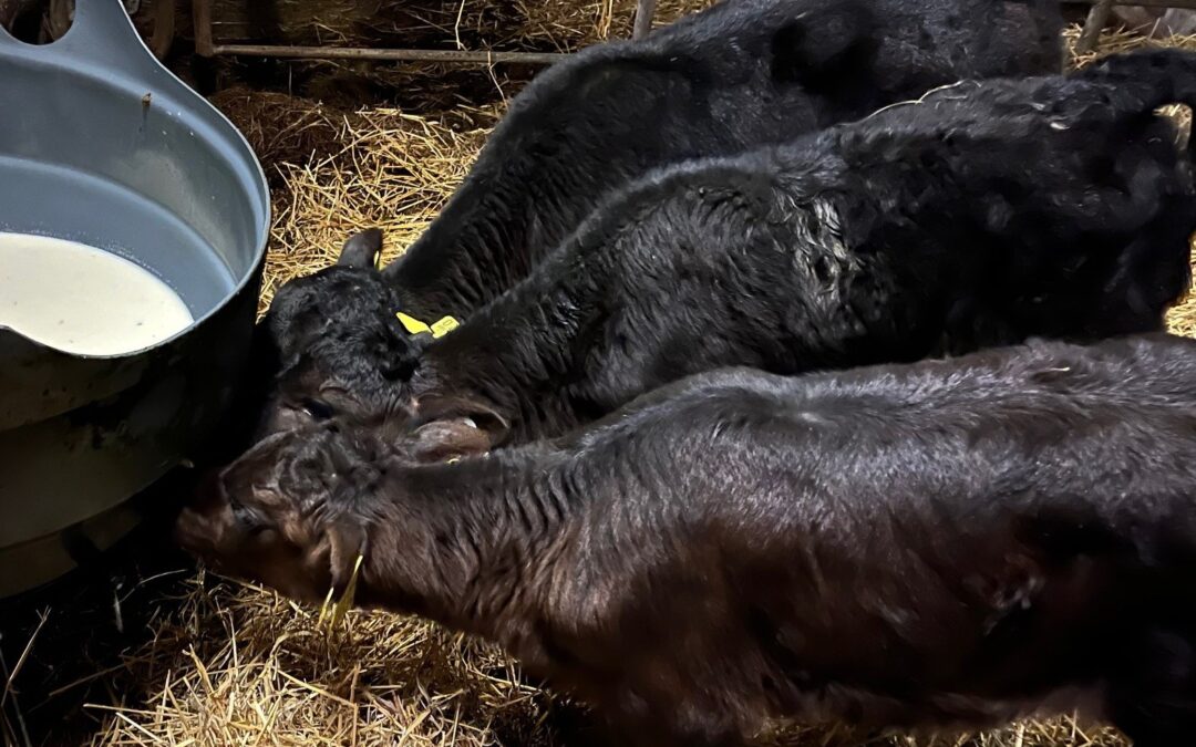 Dairy Beef Welfare Scheme Payments Begin