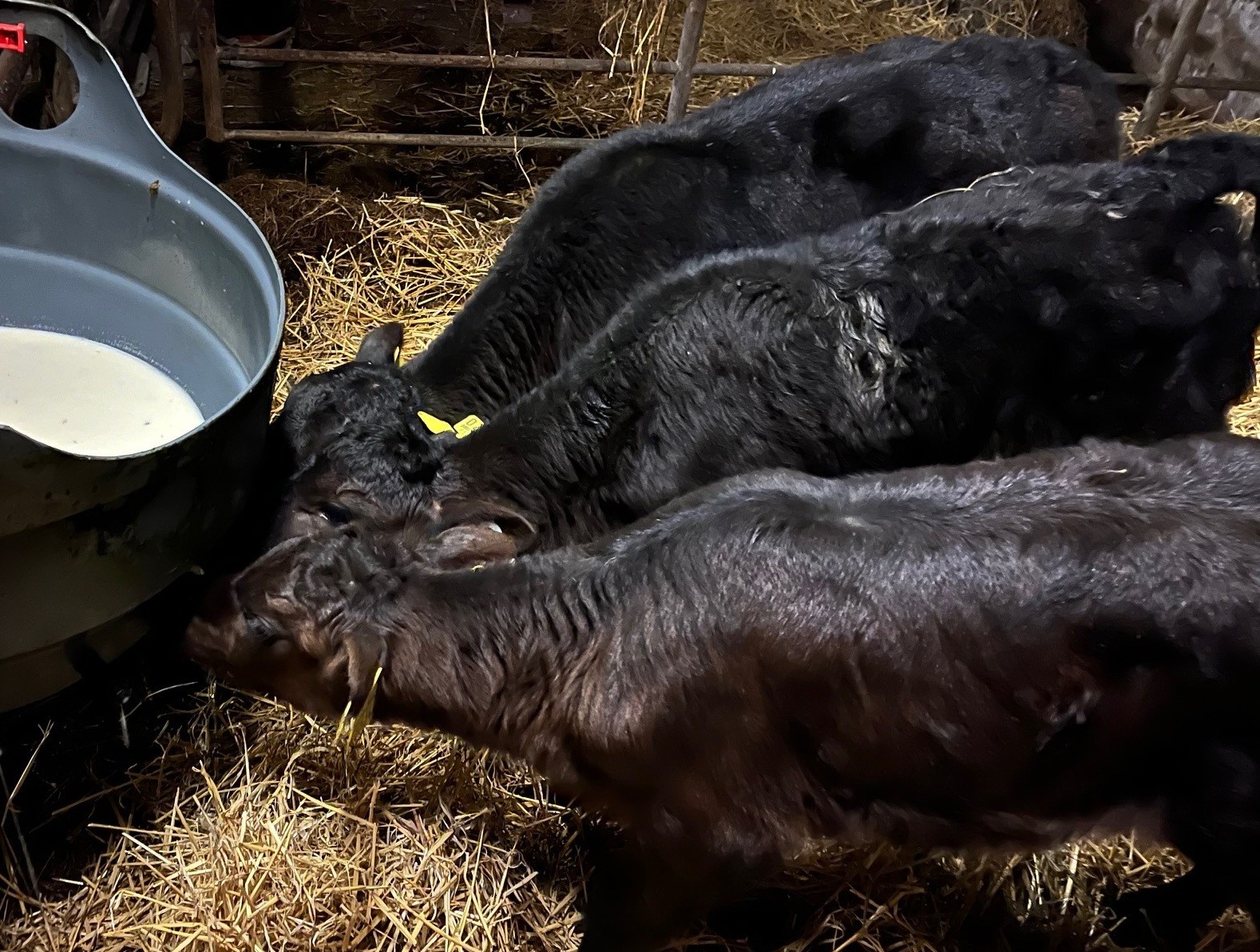 Dairy Beef Welfare Scheme Payments Begin