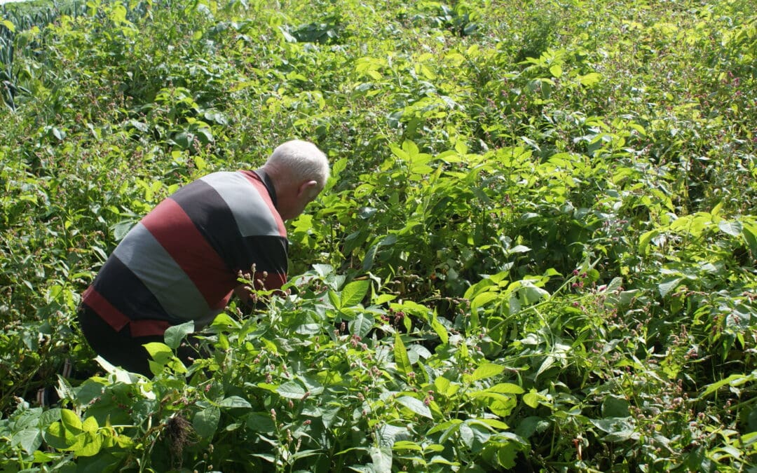 Approximately 269 New Farmers Join Organic Farming Scheme