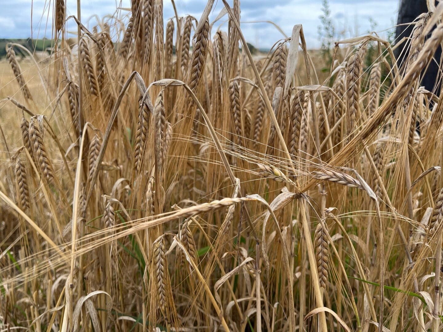 €30m Package Announced for Tillage Sector