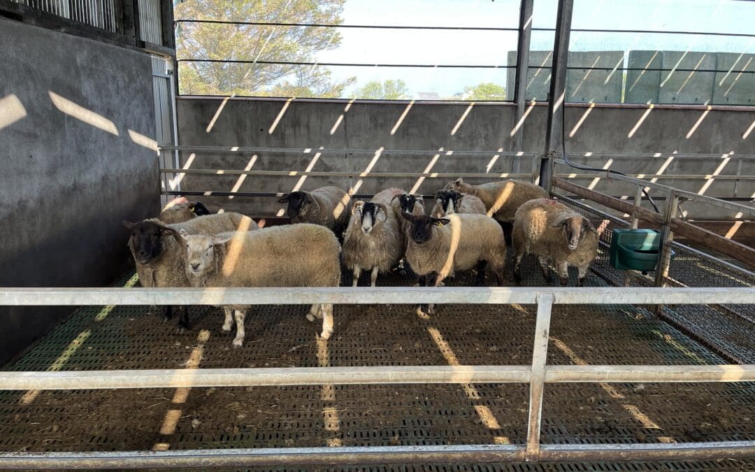Sheep Improvement Scheme Opens to New Entrants