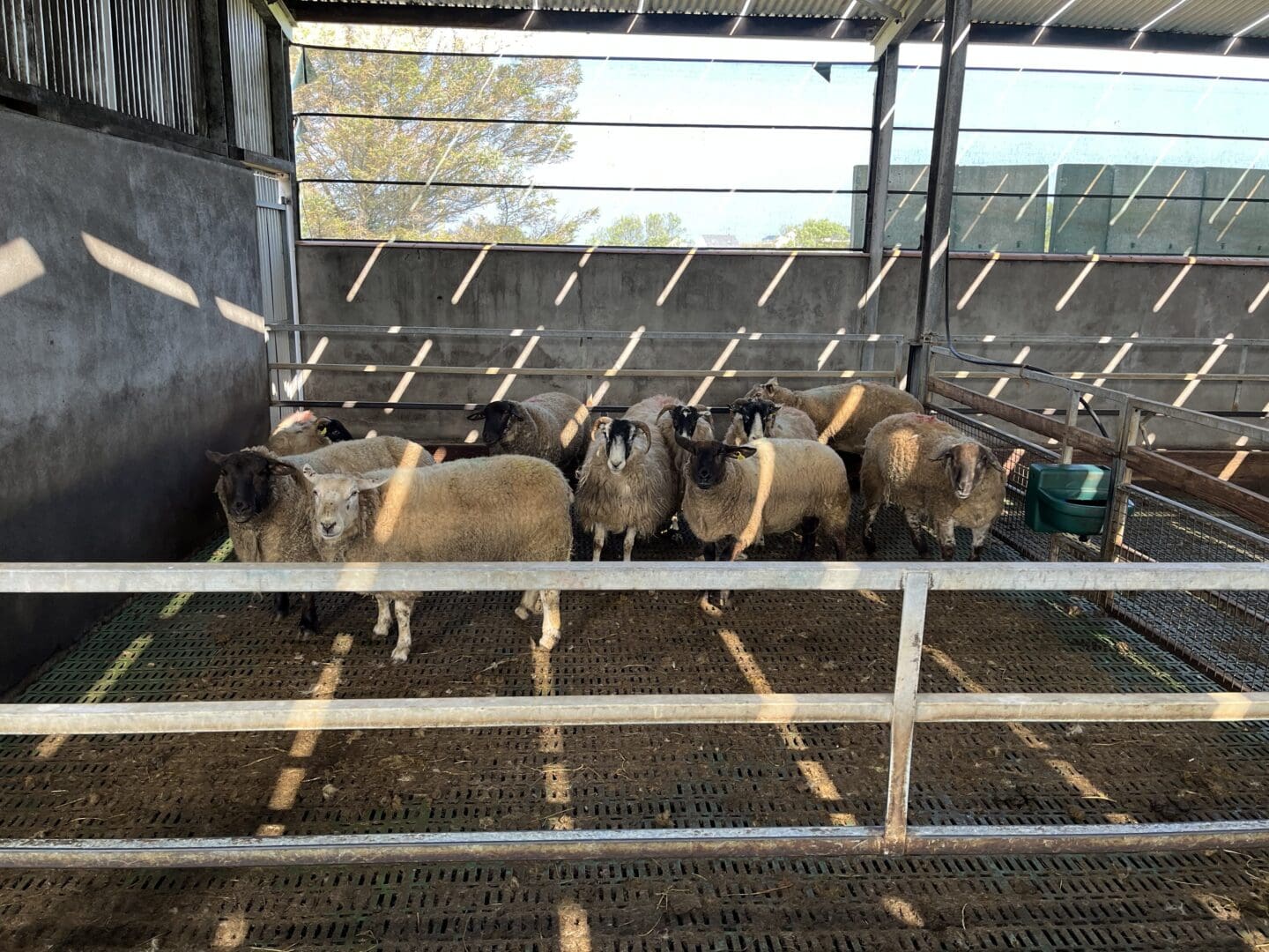 Sheep Improvement Scheme Opens to New Entrants