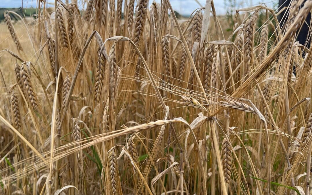 Payments Worth €29.1m Announced for Tillage Farmers