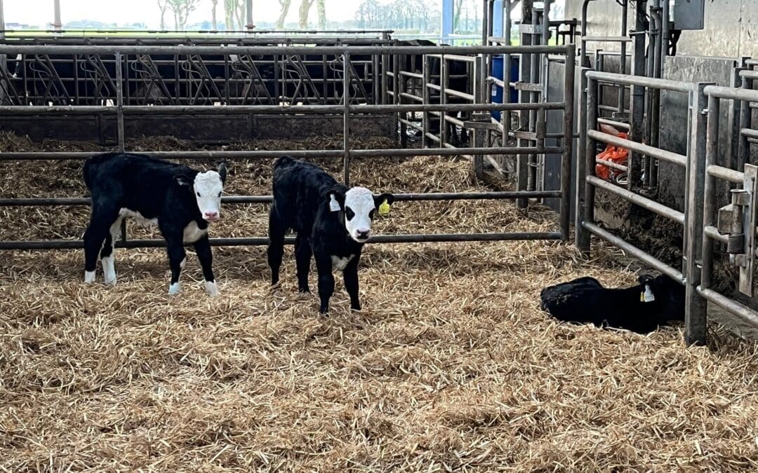 Dairy Beef Welfare Scheme Reopens For 2026 Applicants