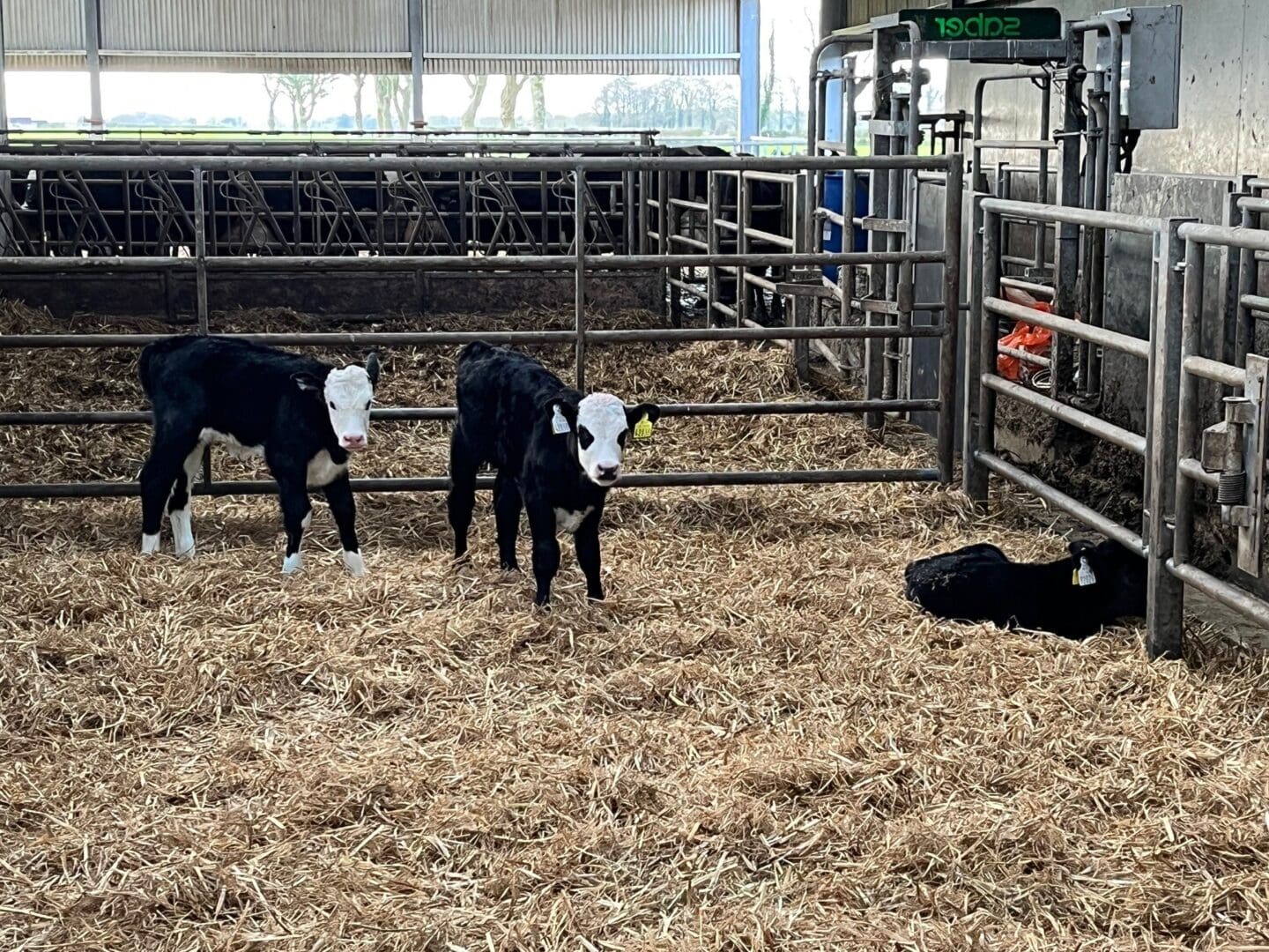 Dairy Beef Welfare Scheme Reopens For 2026 Applicants