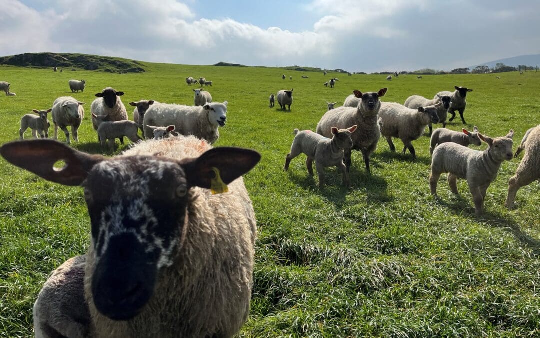2026 National Sheep Welfare Scheme Open for Applications