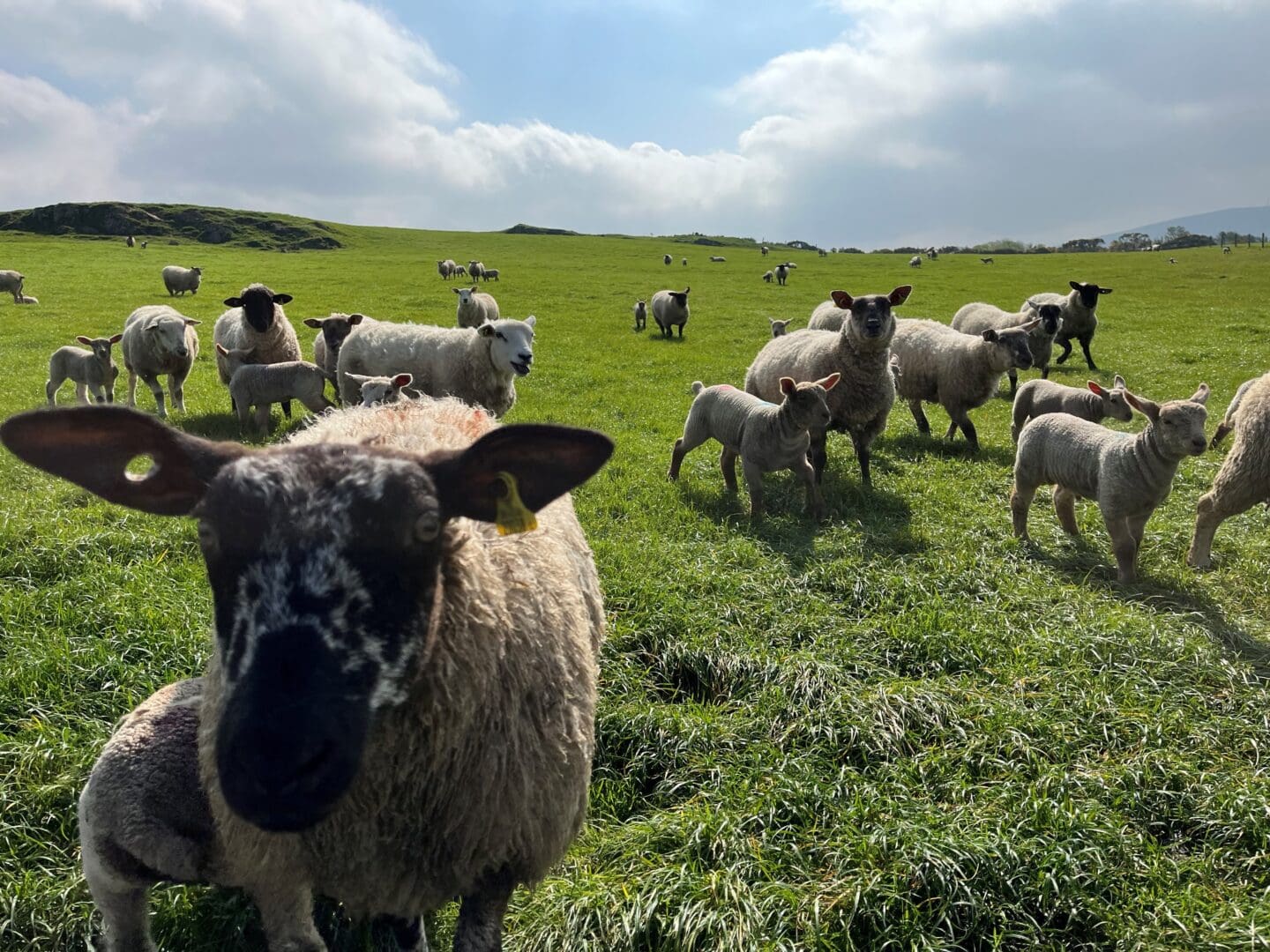 2026 National Sheep Welfare Scheme Open for Applications