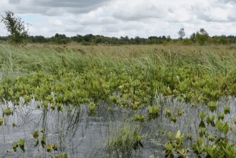 Donor Scheme of Locally Grown Vegetation to Restore Wetland Habitats