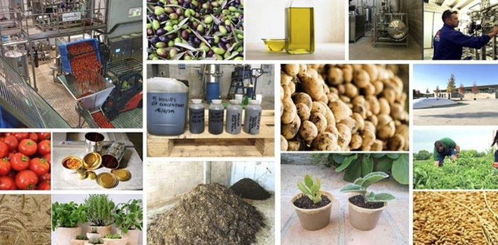 Converting Agricultural Waste into Mushroom-based Biodegradable Plastic