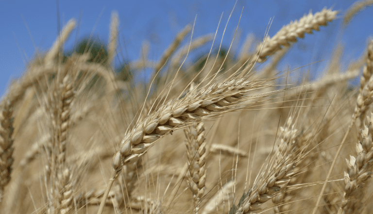 Supporting Agrobiodiversity Through Policy And Practice