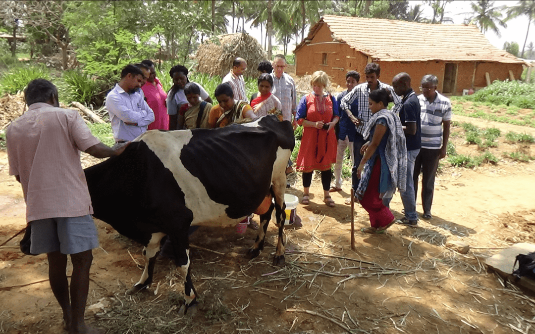 Study Visits For Sustainable Dairy Farming Knowledge Exchange