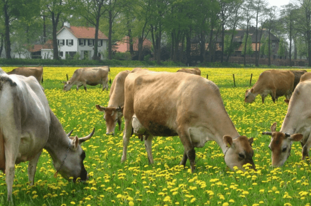 Approach for reducing reliance on antibiotics and other chemical veterinary drugs in Dairy Farming