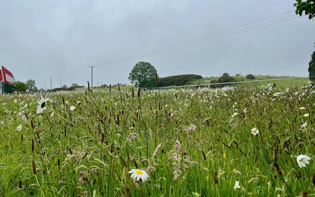 Eligibility for ACRES Late Meadow Bonus Payment to be Monitored