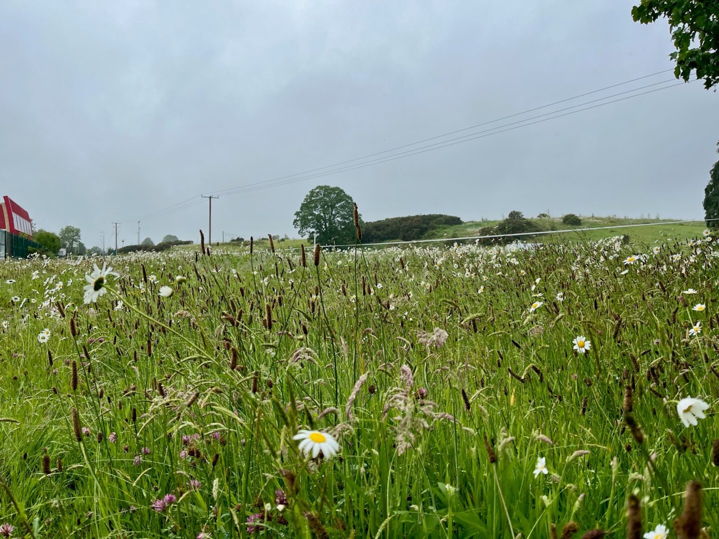 Eligibility for ACRES Late Meadow Bonus Payment to be Monitored
