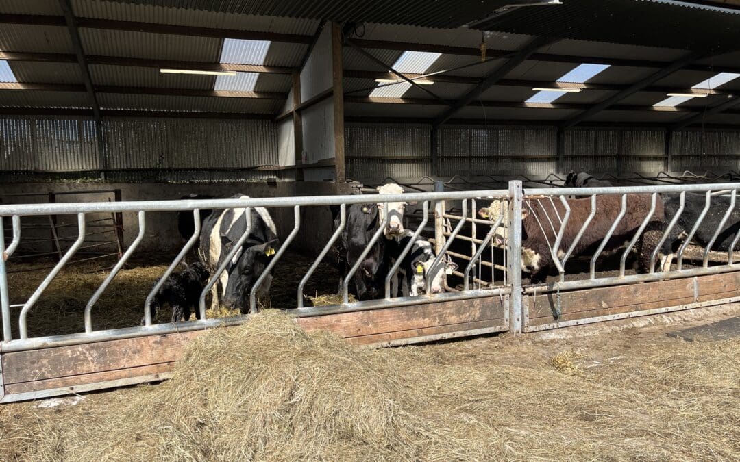 €28 million Beef Welfare Scheme Opens for 2026