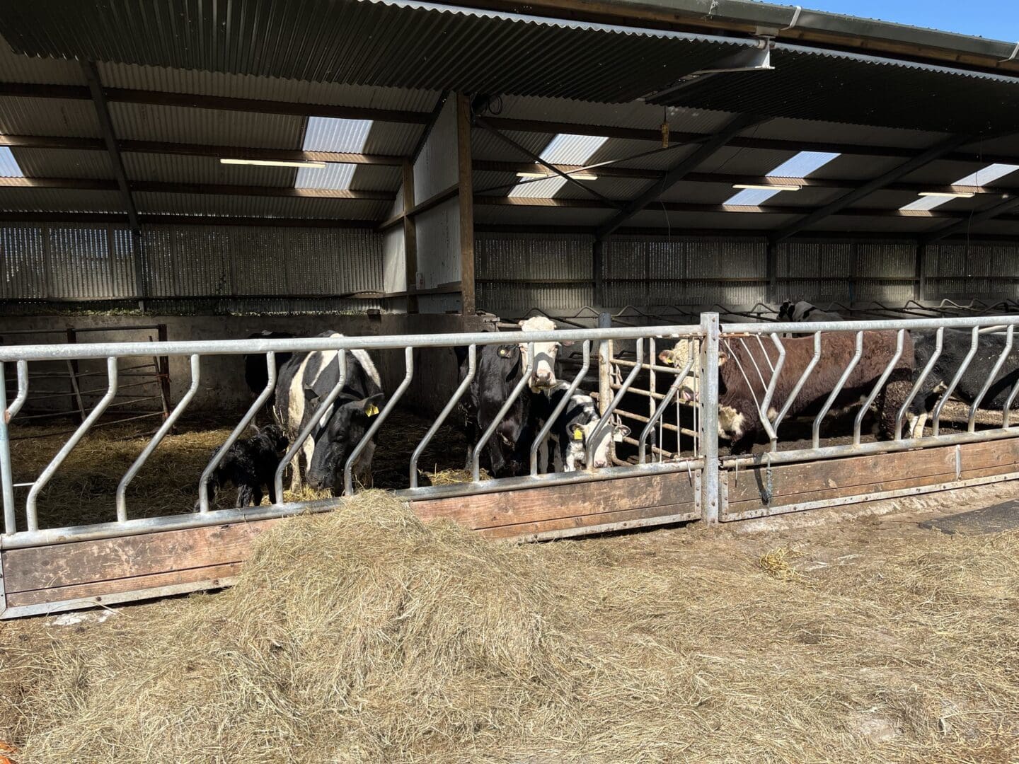 €28 million Beef Welfare Scheme Opens for 2026
