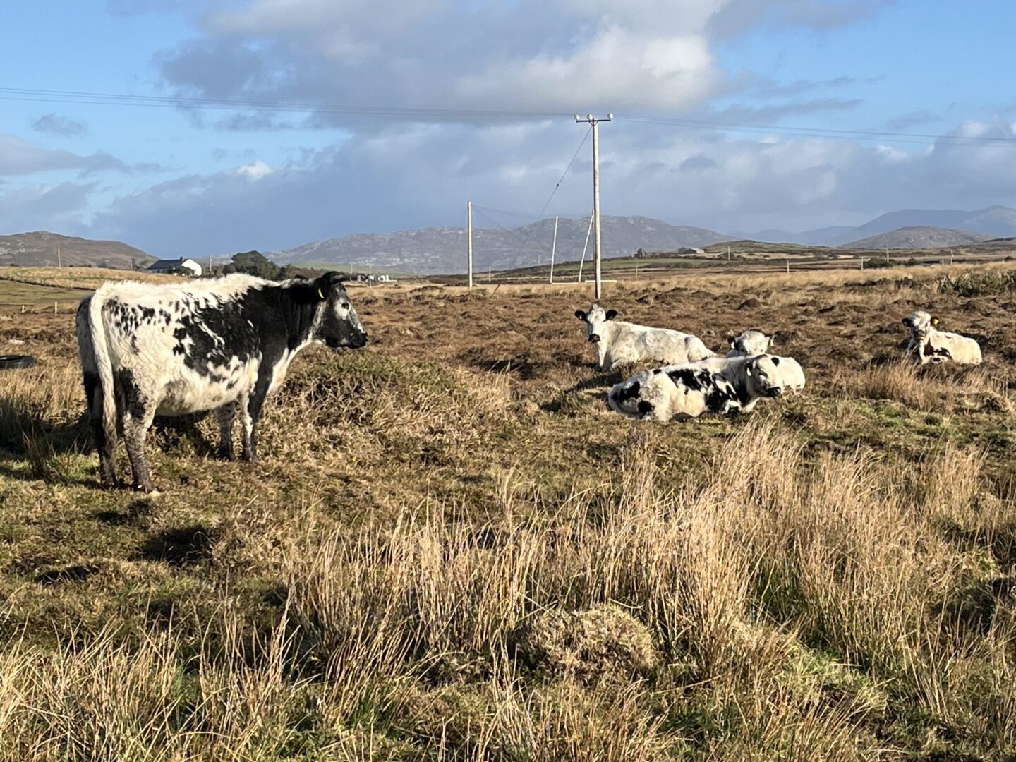 Updates from the ACRES Programme